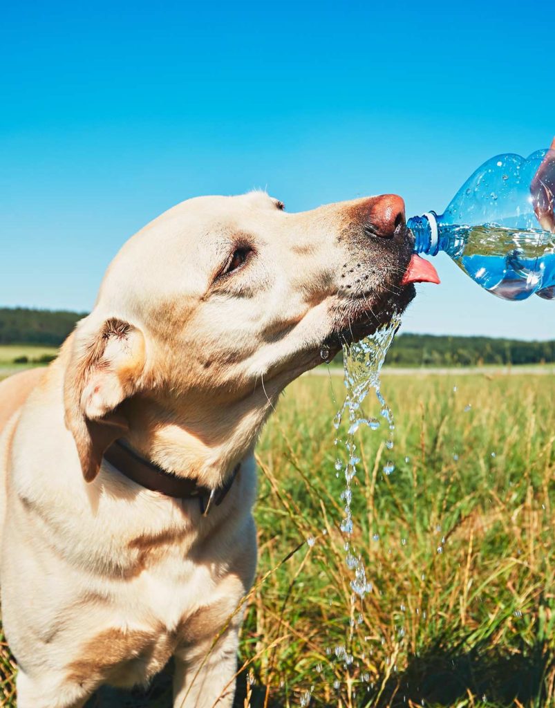 Water Intoxication in Dogs: Pups That Drink Too Much