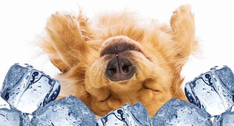 The best cooling pads for dogs!