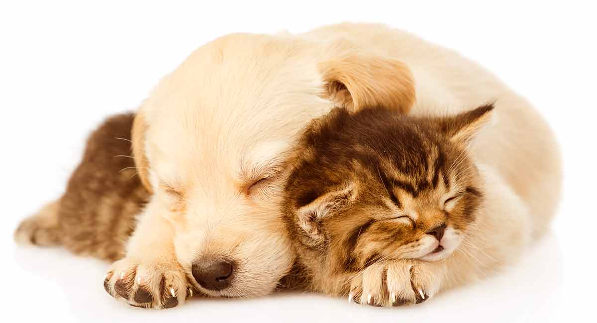 cat and dog breeds that get along