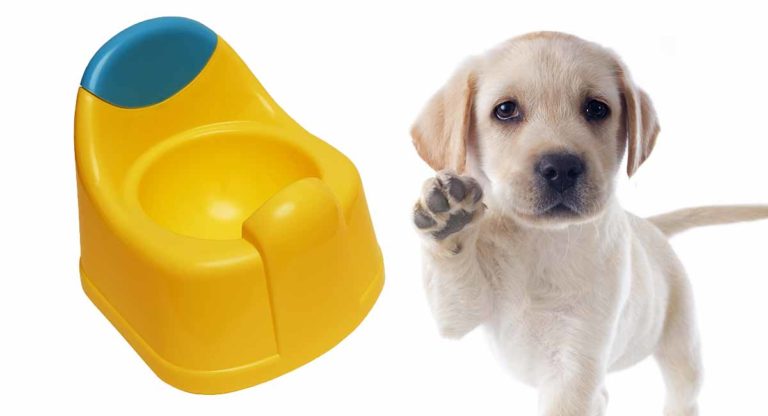 best indoor dog potty