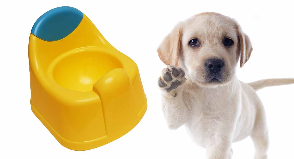 Best Indoor Dog Potty for 2019 - Our 