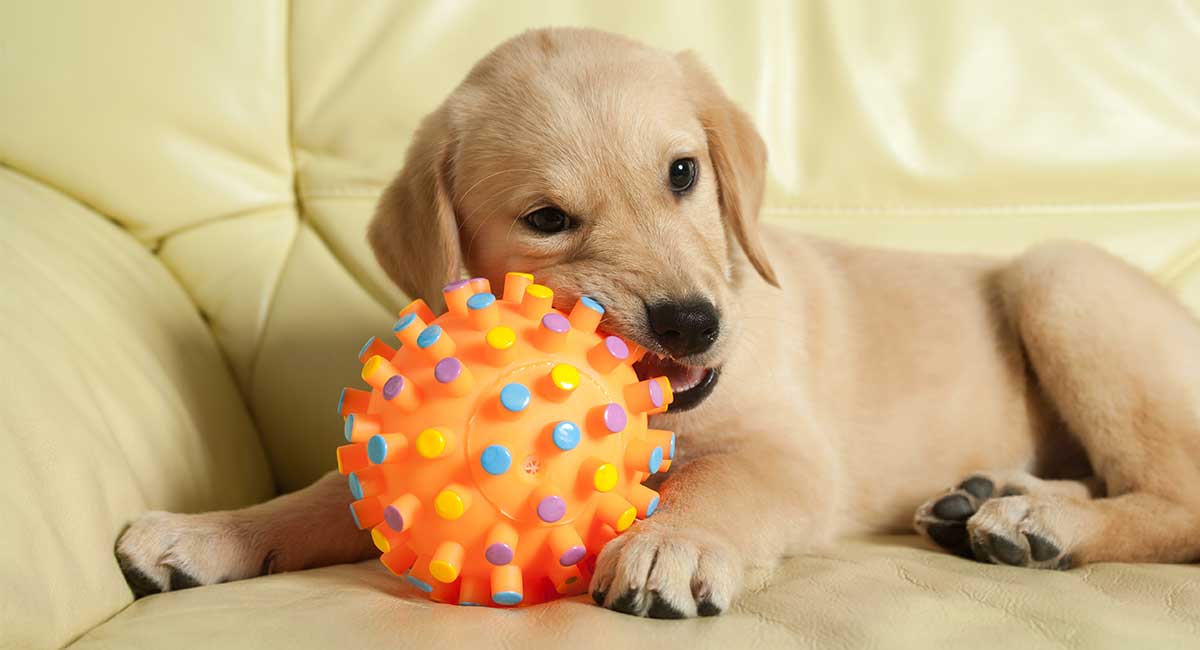 Best Moving Dog Toys for Pups Who Love 