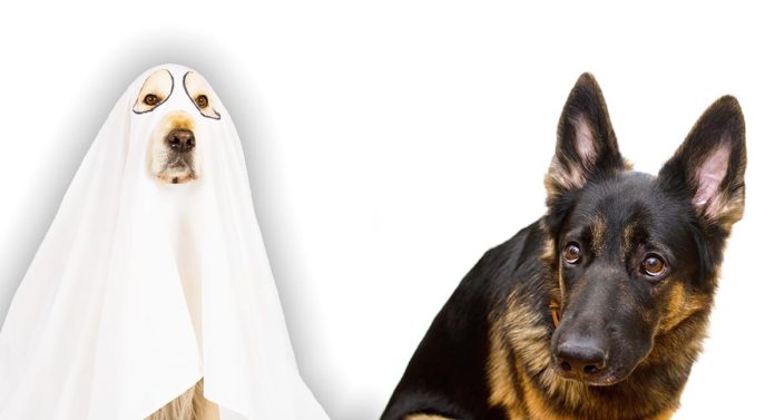 Can Dogs See Ghosts Pets And The Paranormal