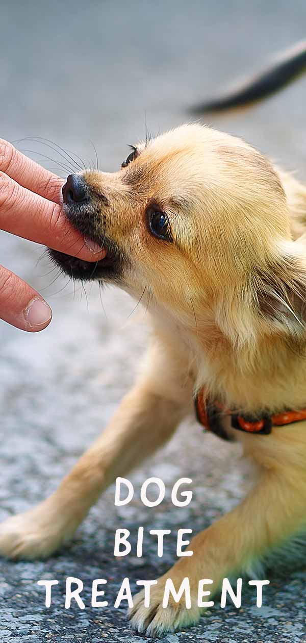 Dog Bite What To Do If Your Dog Gets Bitten