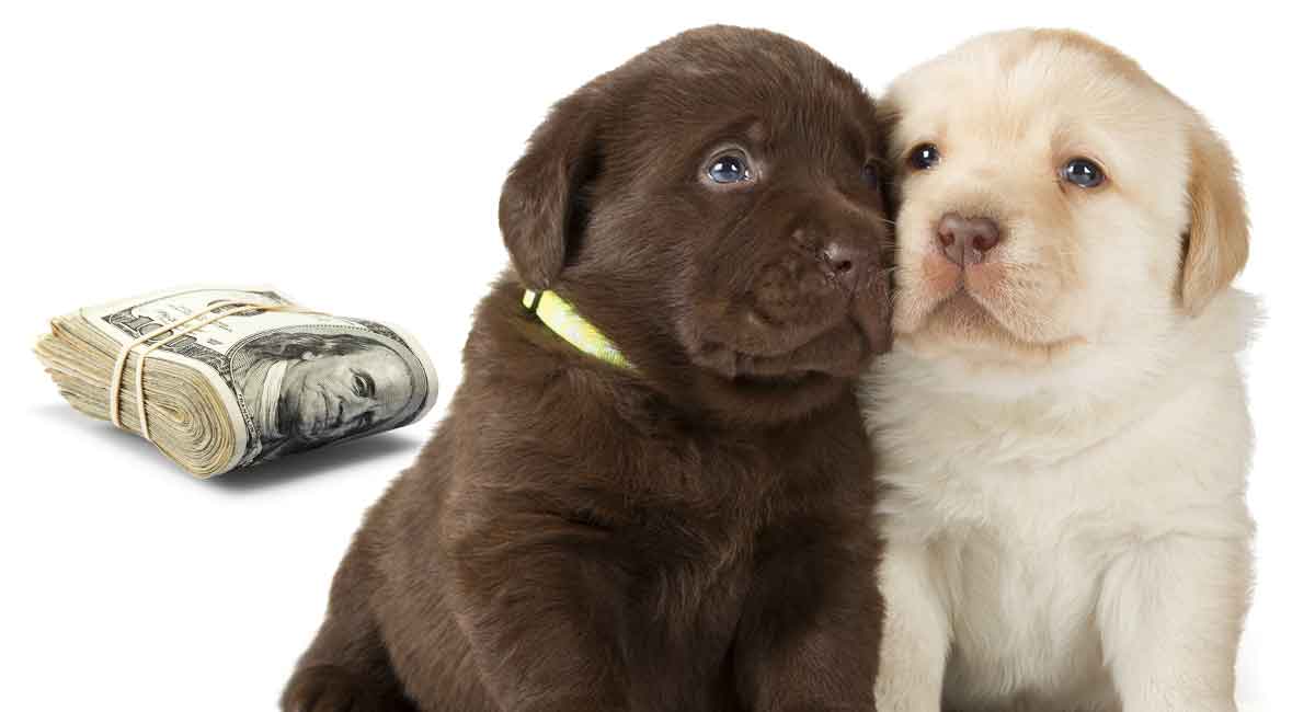 how much do mutt puppies cost