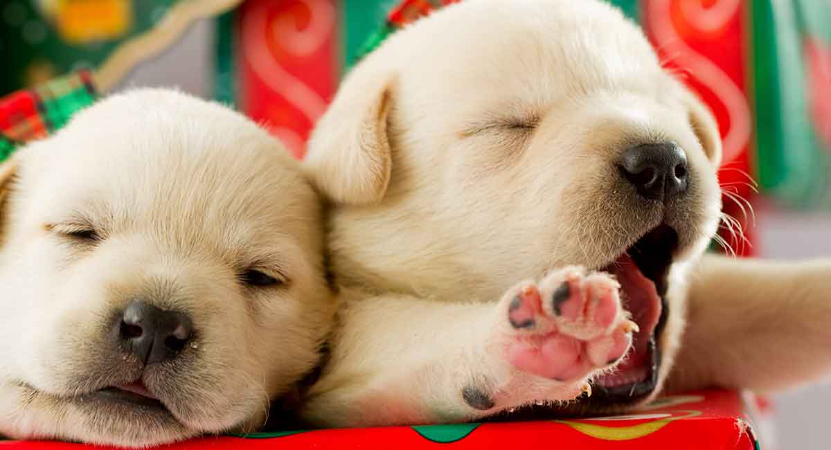 How Much Is A Labrador Puppy What To Expect When You Search