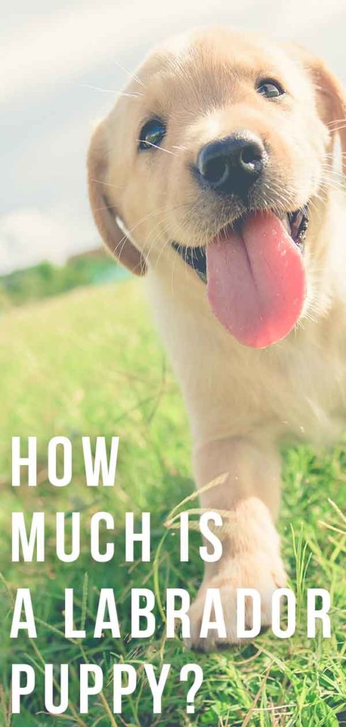 How Much Is a Labrador Puppy? What To Expect When You Search