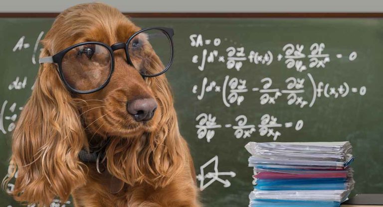 smartest dogs