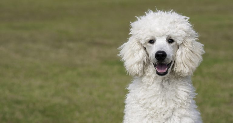 can poodles have webbed feet