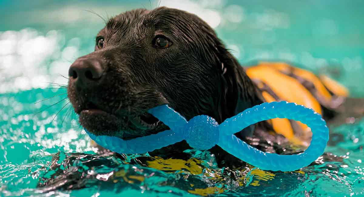Why Do Labs Love The Water So Much More Than Other Dogs
