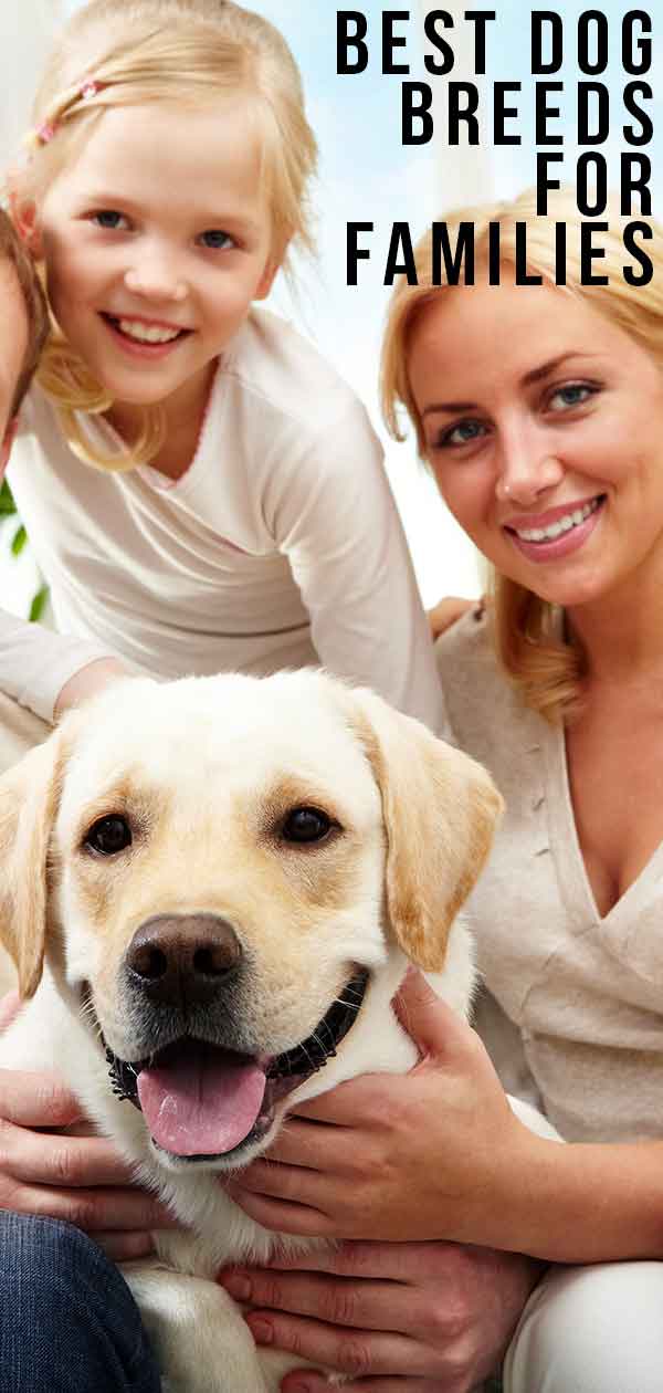 Best Dog Breeds For Families