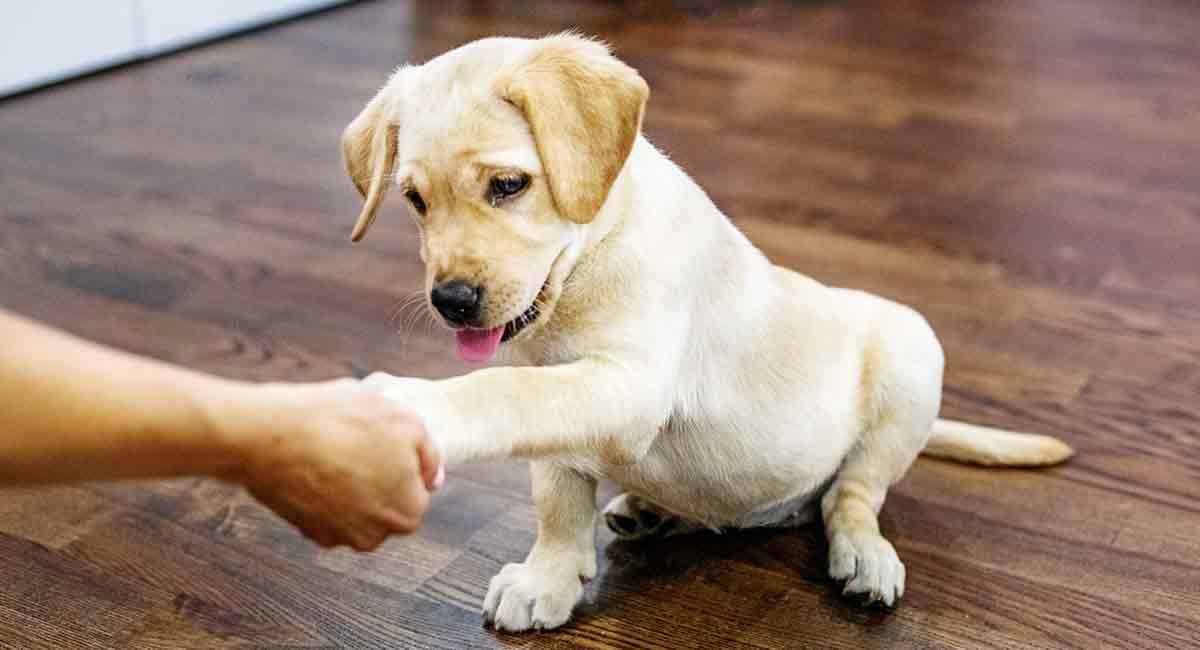 training a chocolate lab puppy