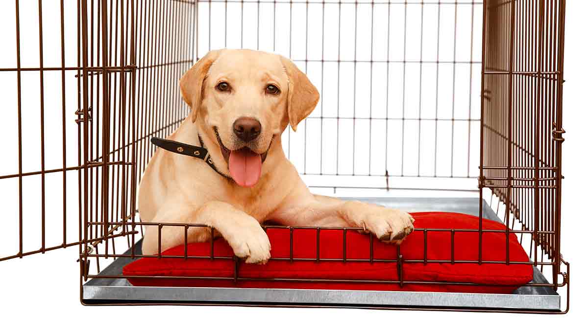 dog crate for lab
