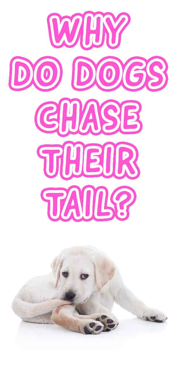 is dogs chasing their tails bad