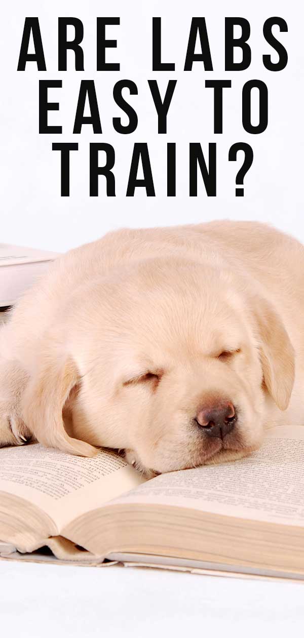 Are Labs Easy to Train or Can They Be A Challenge?