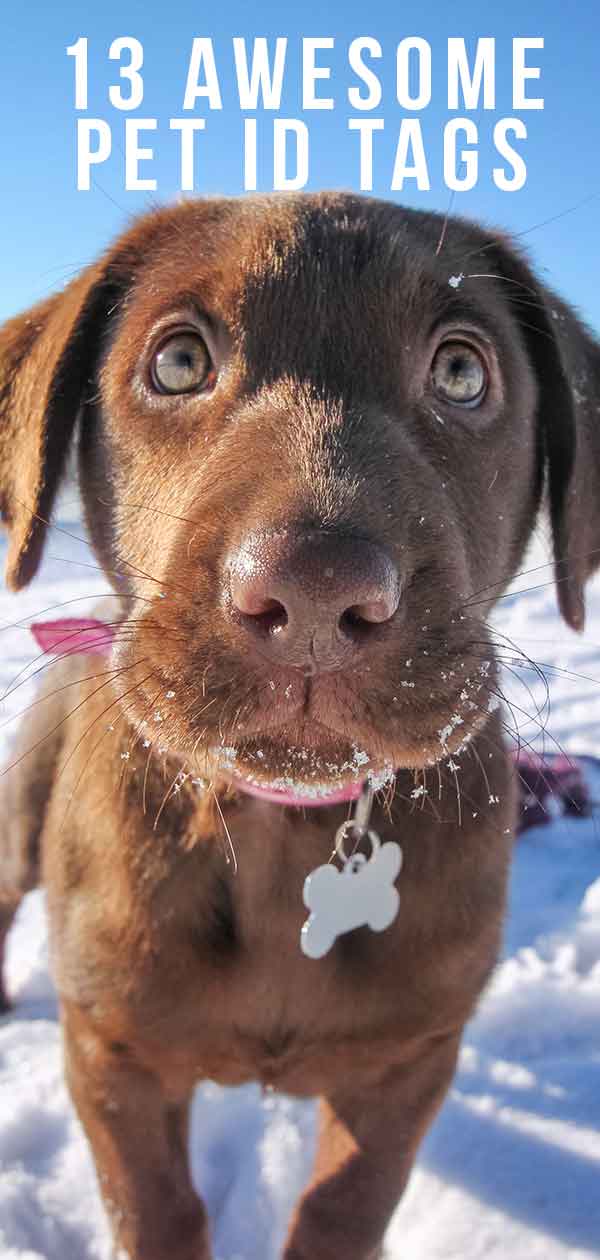 13 Awesome Pet ID Tags You and Your Pup Will Love