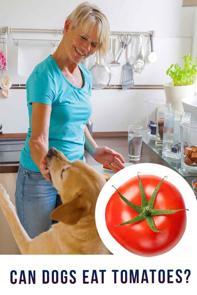 Can Dogs Eat Tomatoes? A Complete Guide To Tomatoes For Dogs