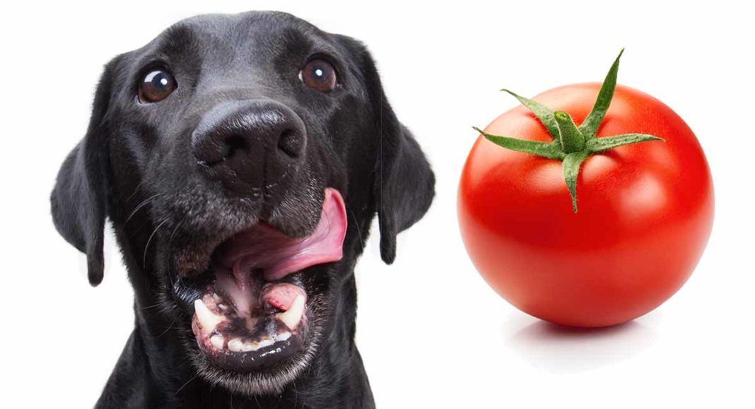 Can Dogs Eat Tomatoes? A Complete Guide To Tomatoes For Dogs