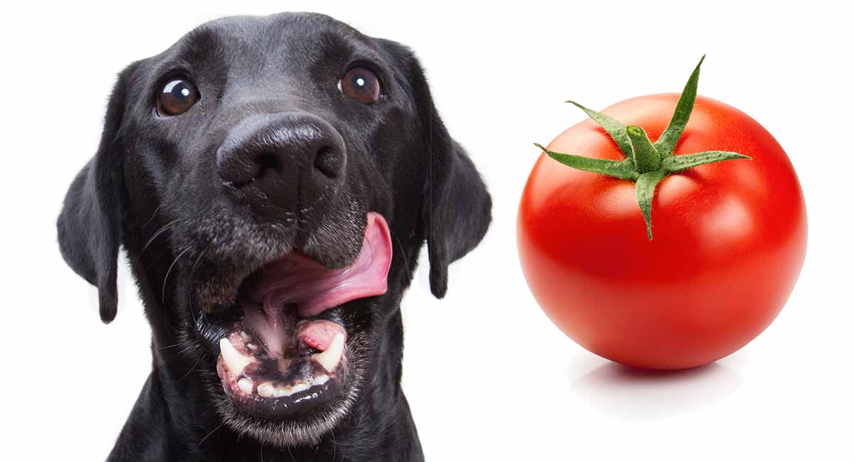can my dog have tomatoes