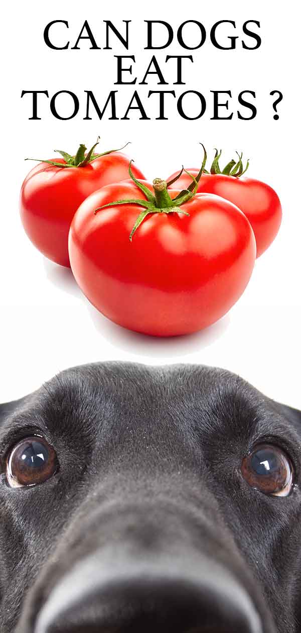 can my dog have tomatoes