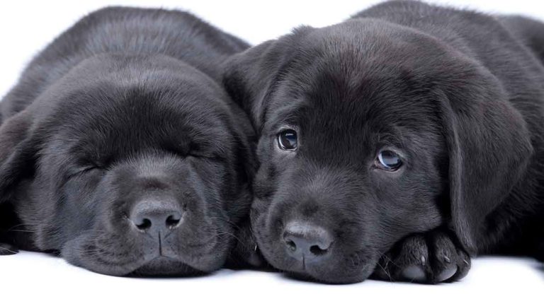 Black lab puppy getting white hairs best sale