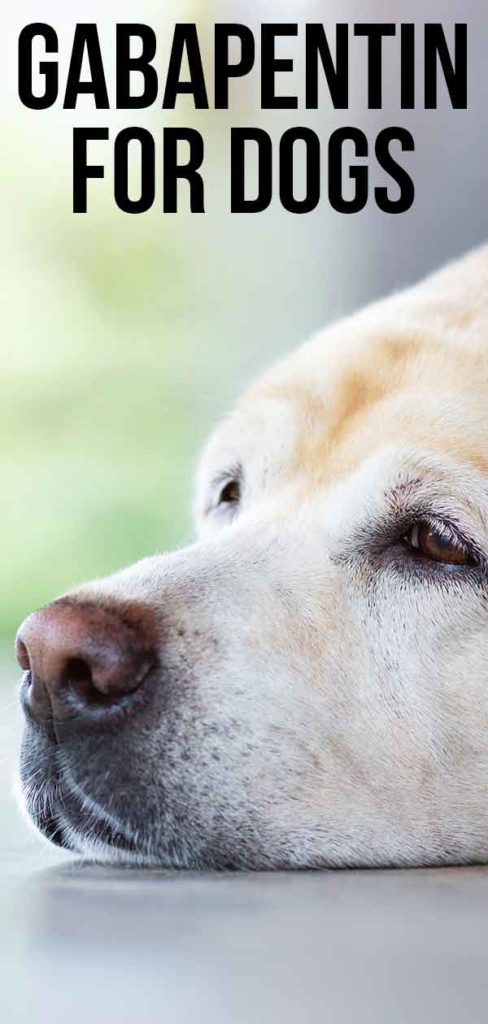 Gabapentin For Dogs - How It Works, The Dosage And Side Effects