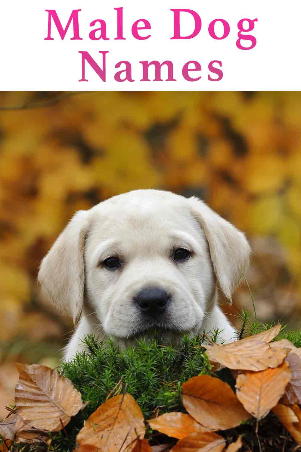 Male Dog Names - How to Choose the Best for Your Pooch