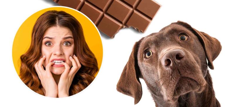 My dog ate a dark chocolate bar best sale