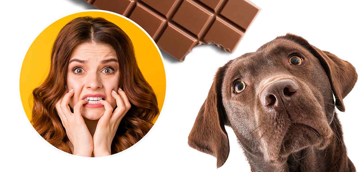 Dog Ate Chocolate - Symptoms, Toxicity 