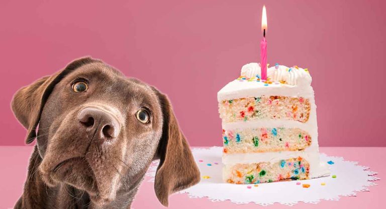 Dog Birthday Cake Recipes – From Easy To Fancy Bakes