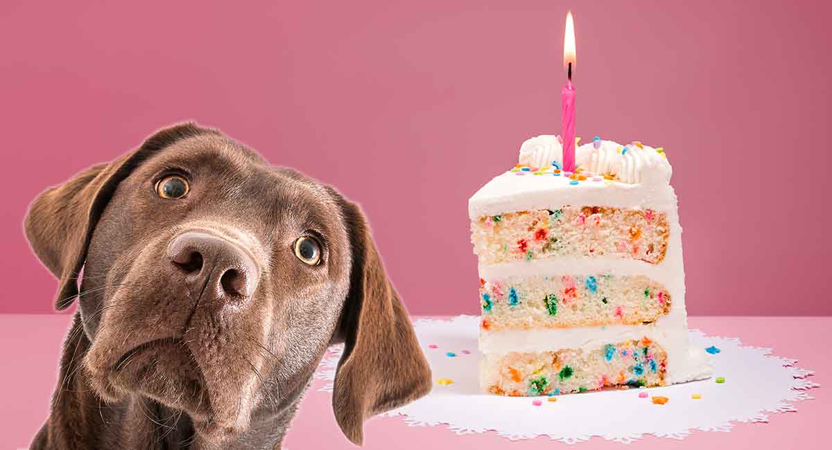 Customized Dog Birthday Cake, Green | Organic Dog Treats