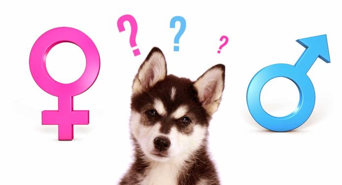 Male or Female Dog: Pros, Cons and Comparisons