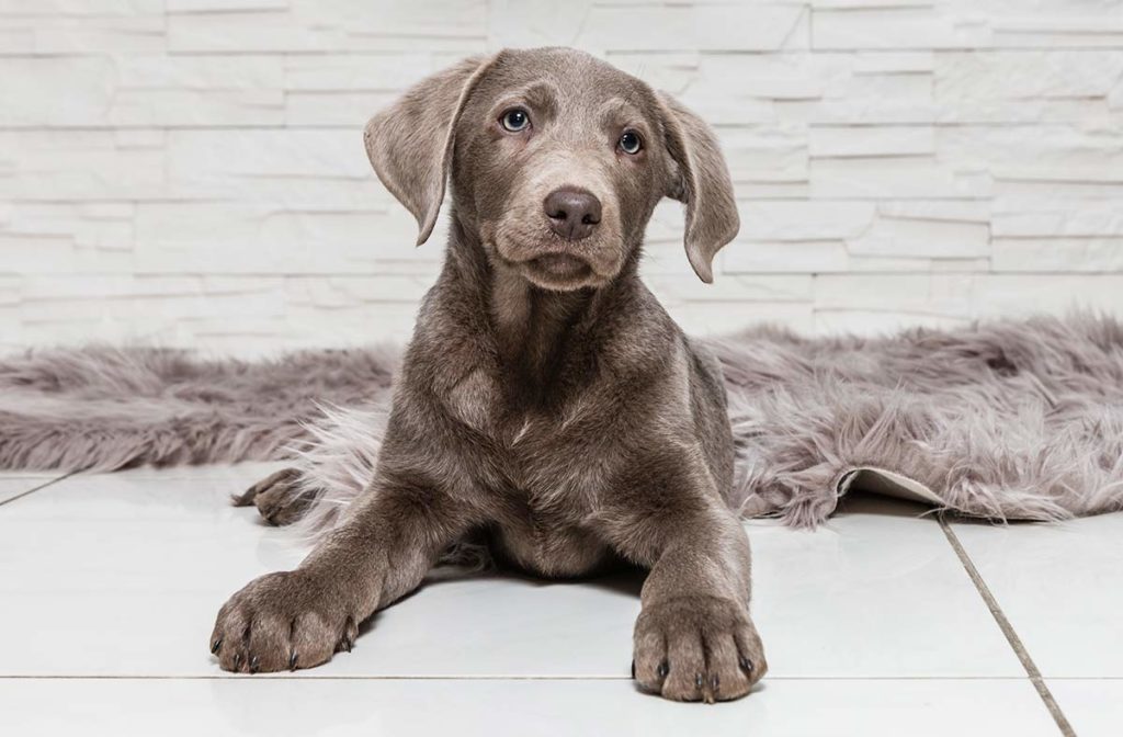 Silver Lab Fakty o Silver Labrador Retrievers Aranjuez