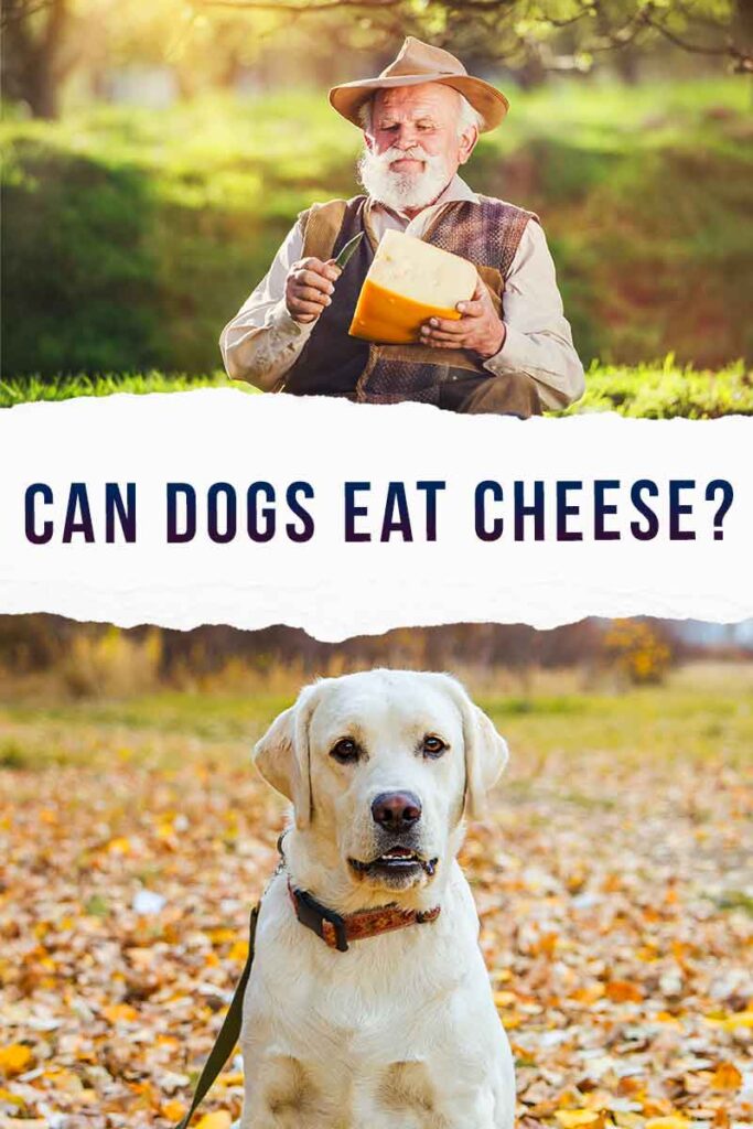 Can Dogs Eat Cheese, Or Is Cheese Bad For Dogs?