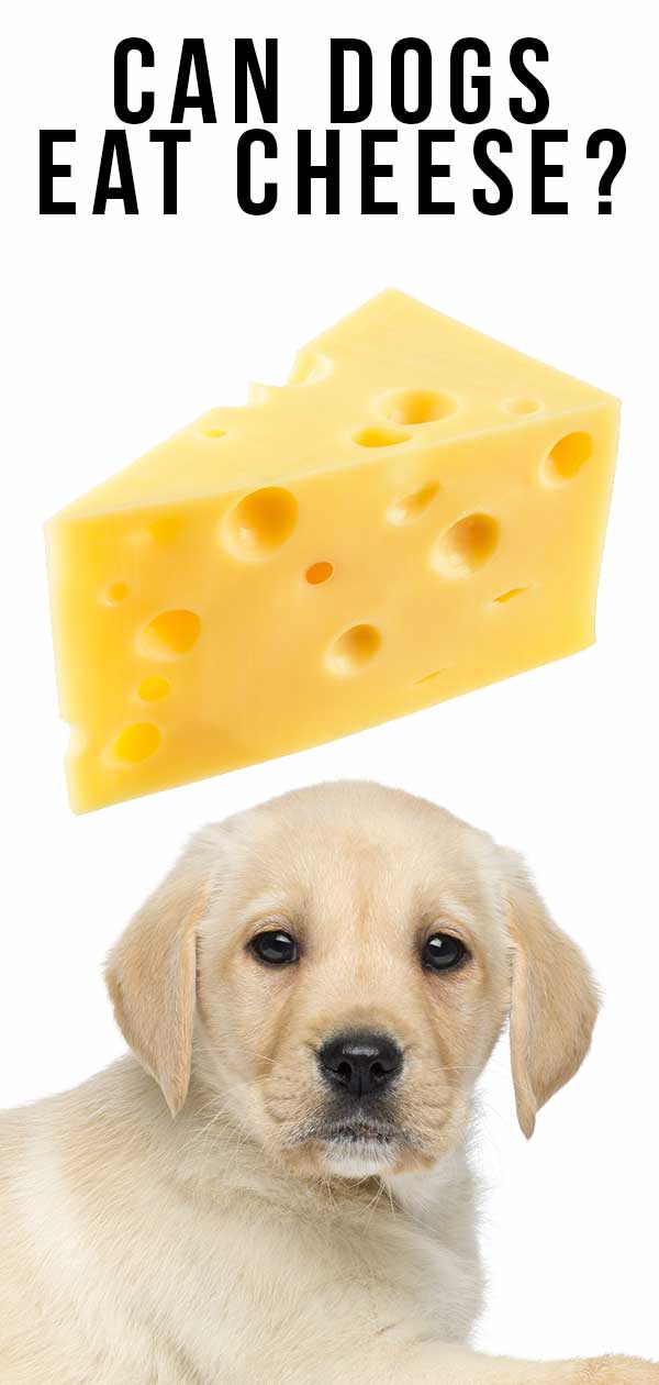 Can Dogs Eat Cheese, Or Is Cheese Bad 