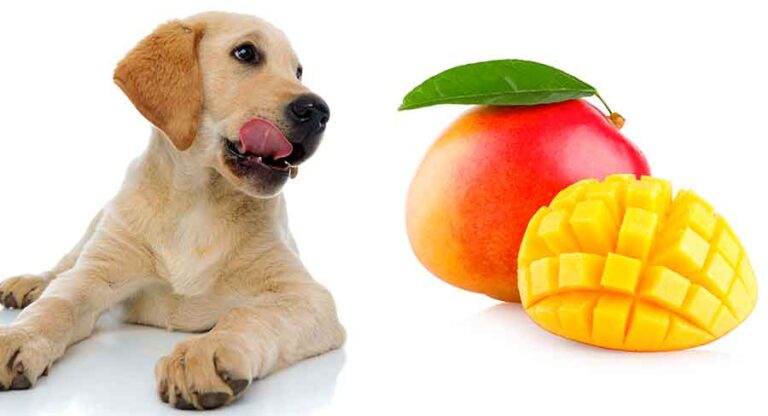 Can Dogs Eat Mango