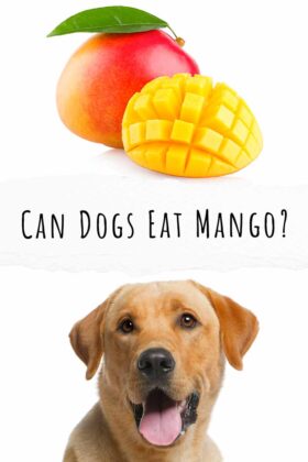 download mango fly dog