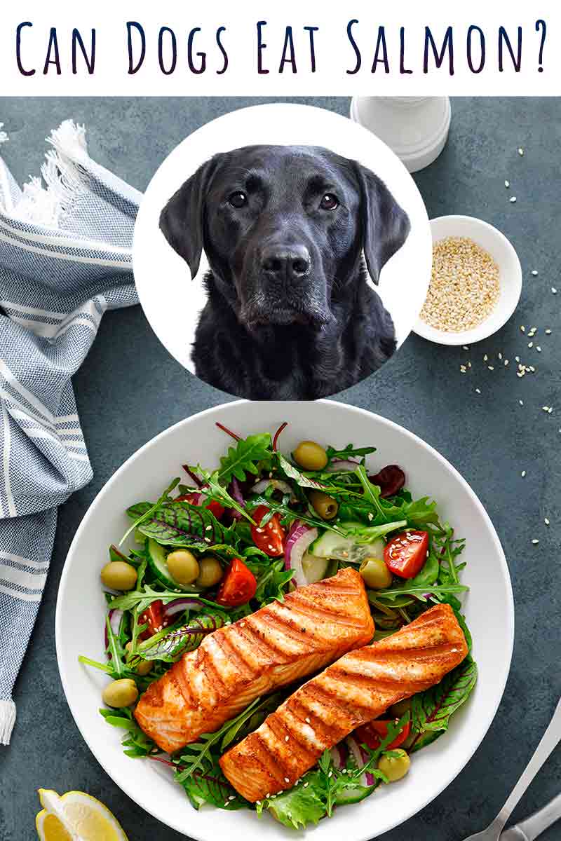 Can Dogs Eat Salmon How To Safely Feed Salmon To Your Dog