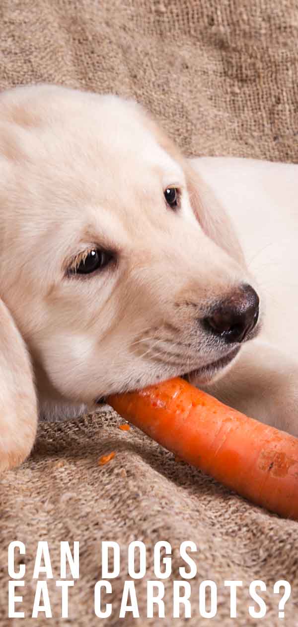can carrots make dogs sick