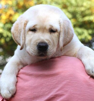 Big Dog Names - Over 350 Awesome Ideas For Large Puppy Naming