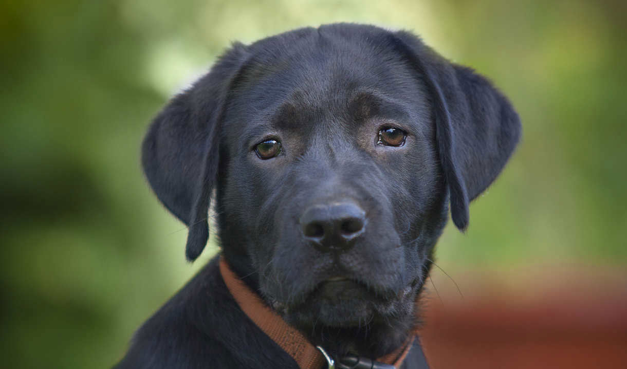 Labrador Retriever Life Span How Long Do Labradors Live