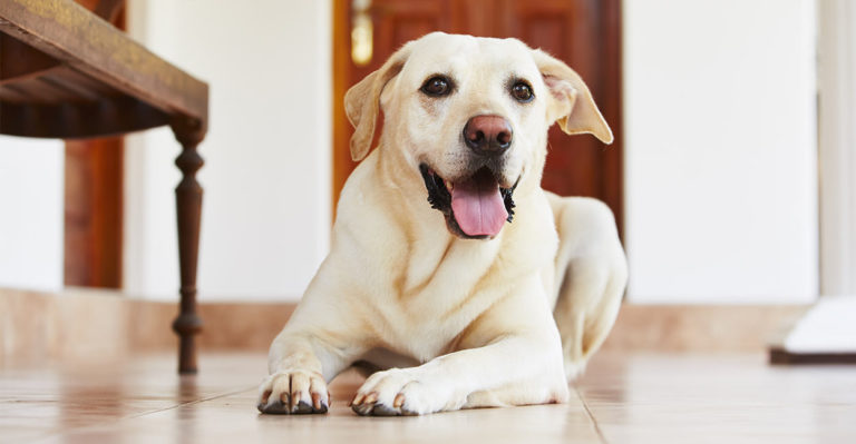 Dog Treat Dispenser