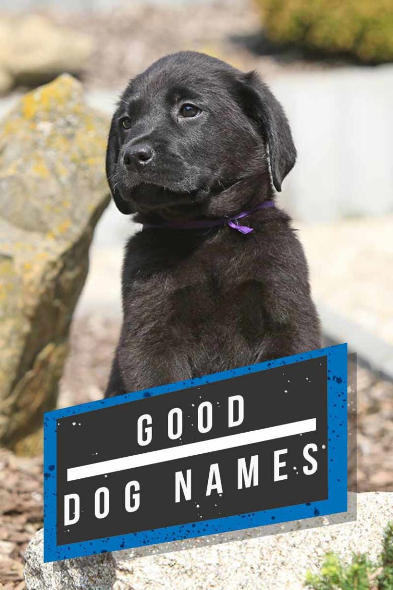 Dog Names The Top Dog Names For 2024 Hundreds of Awesome Ideas