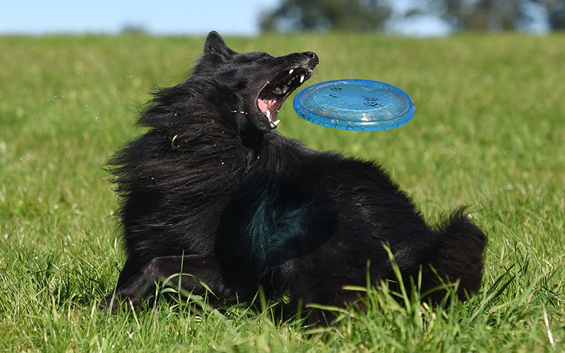 indestructible dog frisbee
