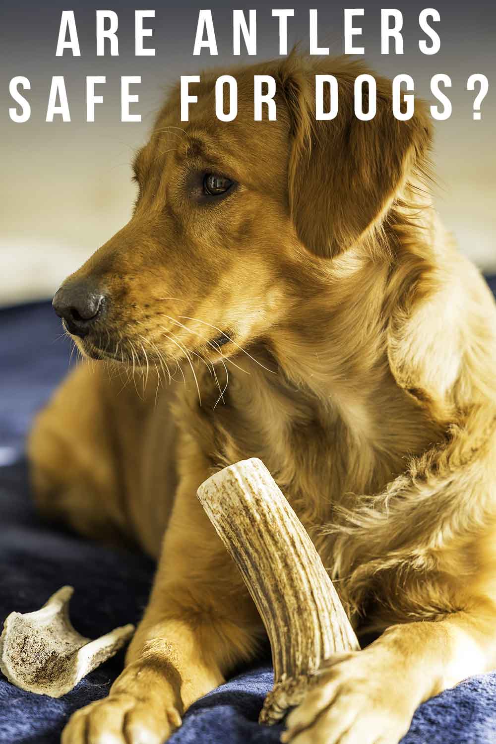 Are Antlers Safe For Dogs A Guide To Antlers For Dogs