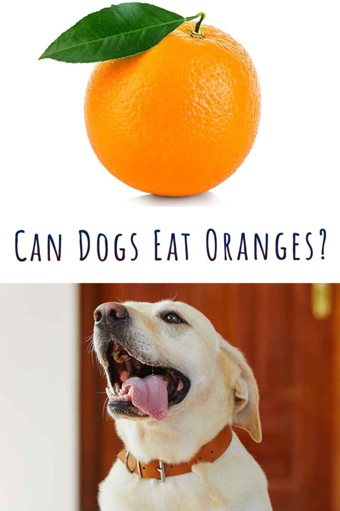 can-dogs-eat-oranges-are-oranges-good-for-dogs