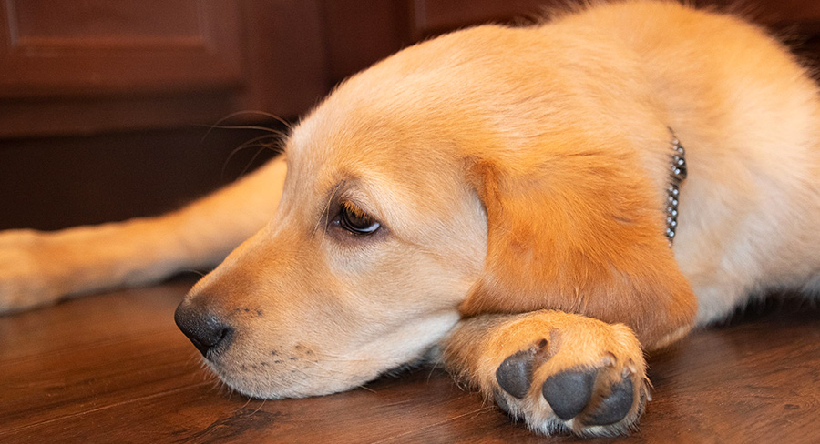 Goldador Dog A Complete Guide To The Golden Retriever Lab Mix