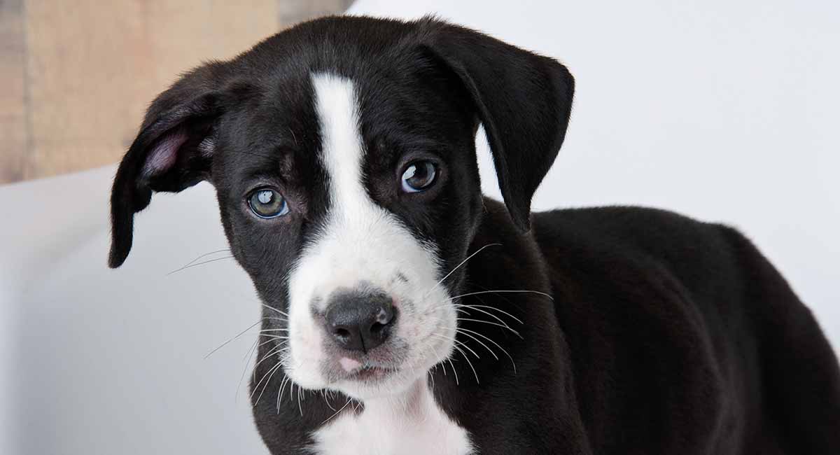 Pitbull Lab Mix - Have You Discovered 