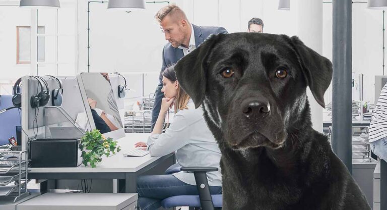 take your dog to work day