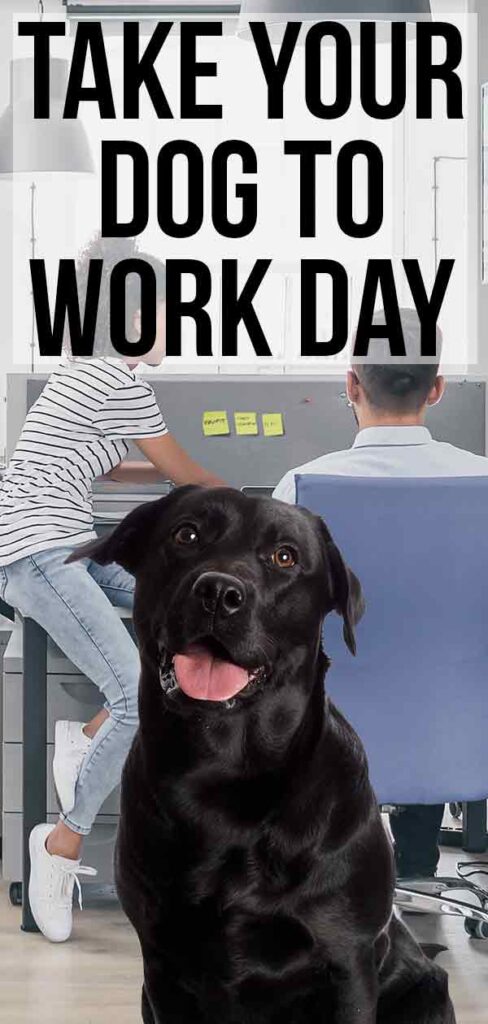 take-your-dog-to-work-day-is-your-company-on-board